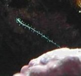 unknown_spindly_worm_20030612.jpg