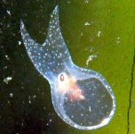 white_flatworm1.jpg