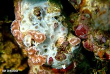 Colonial Tunicate.jpg