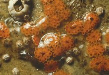 BOTRYLLUS Pacific Star Tunicate.jpg