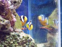 cleaner shrimp on clownfish.jpg