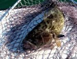 grouper dinner.jpg