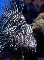 lionfish close.jpg