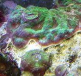 acan hillae.JPG