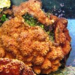 red polyped encrusting monti.JPG