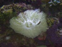 sponge or tunicate.jpg