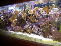 brown montipora 2003.jpg