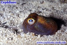 bobtailsquid.jpg