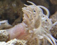 AnemoneFull1.jpg