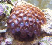 zoas2a.jpg