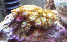 zoas1a.jpg