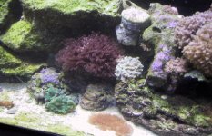 new corals.jpg