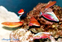 Wrasse-Room.jpg