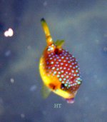 060726Fish-052w.jpg