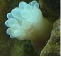 anemone white.jpg