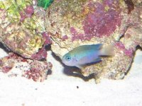 chromis.jpg