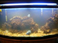 Tank horror pics 002.jpg