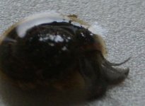 snail.JPG