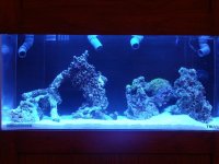 Tank-setup-006 (Medium).JPG