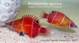 WetmorellaSpeciesSulawesi.jpg