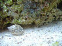mini-2006_0309Image0004.JPG