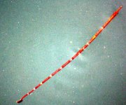 pipefish7cm.jpg