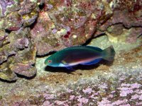 Scott's Fairy Wrasse - Cook Islands.jpg