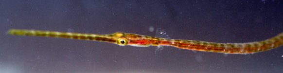 Trumpetfish15cm-3.jpg