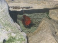 Cichlid Rock.jpg