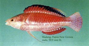 CirrCondei59.9mmJackMadang.jpg