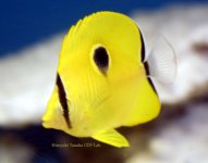 ChaetodonInterruptus6cm-2.jpg