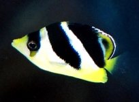 Chaetodon-mitratus,-3cm.jpg