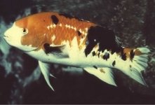 Bodianus_eclancheri,I_RR1374.jpg