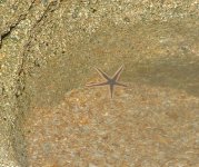 starfish2.JPG