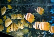 Anthias-063.jpg