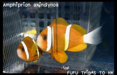 Anthias-069.jpg