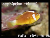 Anthias-001.jpg