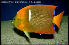 Anthias-007.jpg