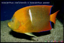 Anthias-015.jpg