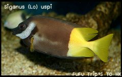 Anthias-210.jpg