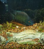 momma severum 'n eggs.JPG