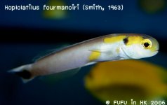 Anthias-067.jpg