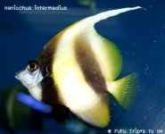 Anthias-059.jpg