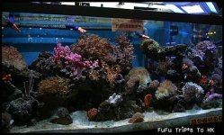 Anthias-115.jpg