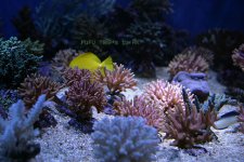 Anthias-099.jpg