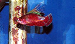 flasherwrasse1.jpg