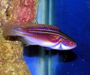 fairywrasse1.jpg