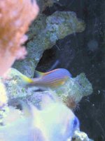 chromis4.JPG