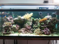 Fishtank 019.jpg