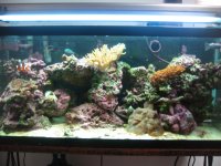 Fishtank 020.jpg